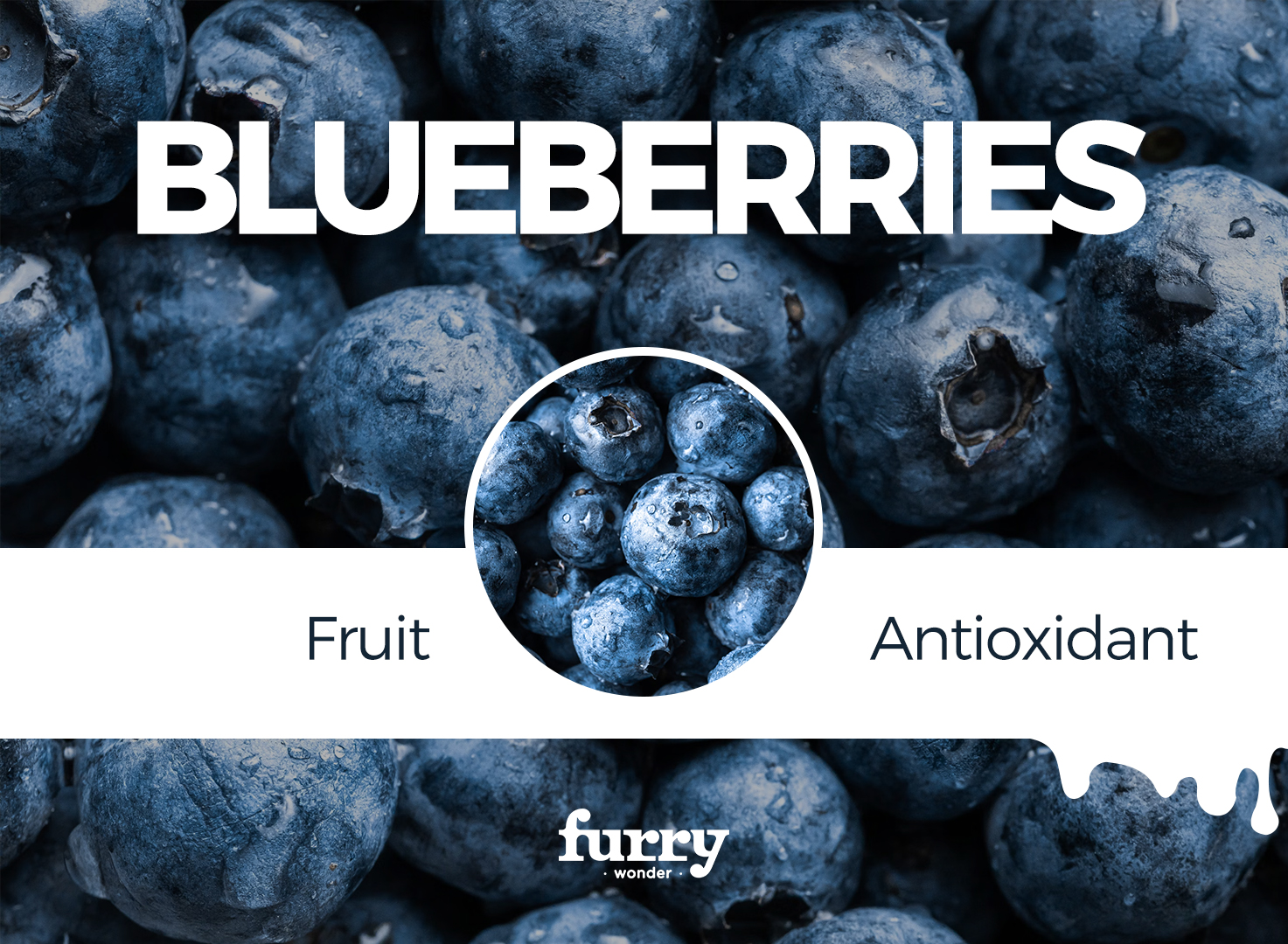 Are blueberries 2024 ok for dogs